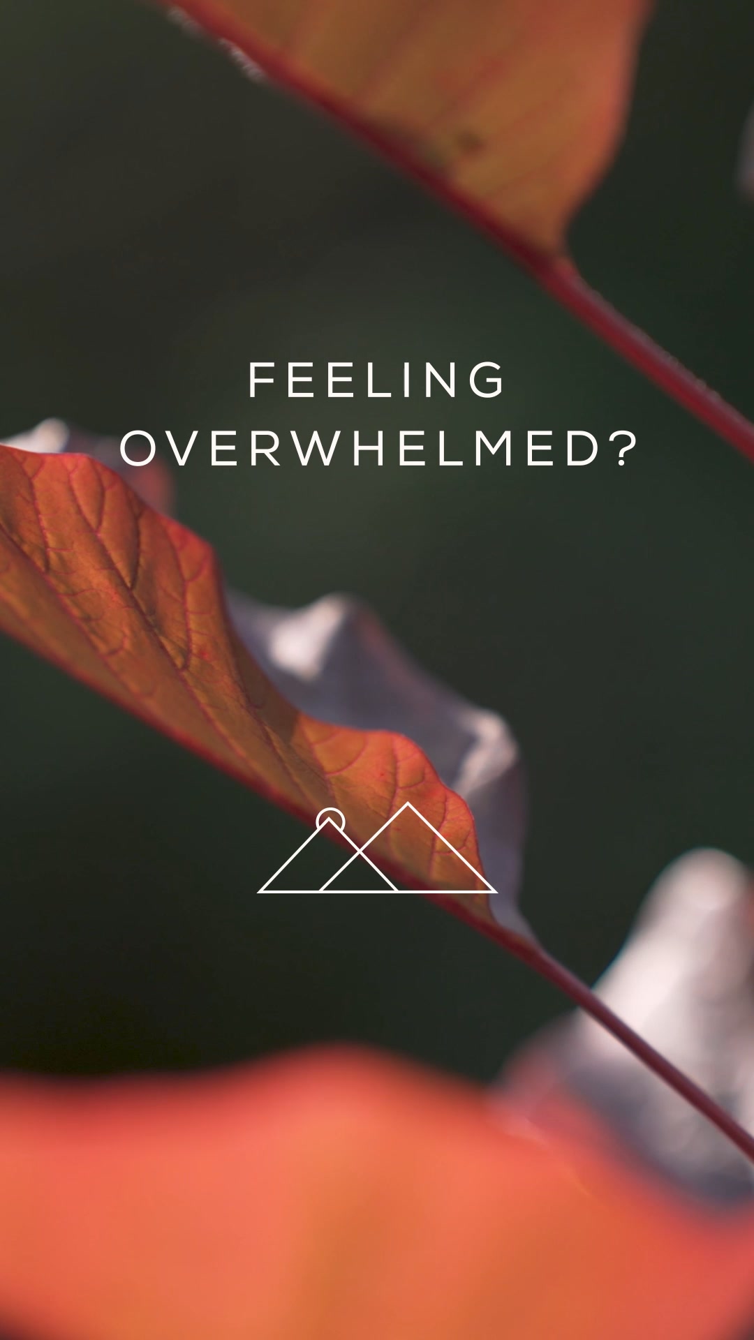 Ancient + Brave ad: Introducing True Ashwagandha