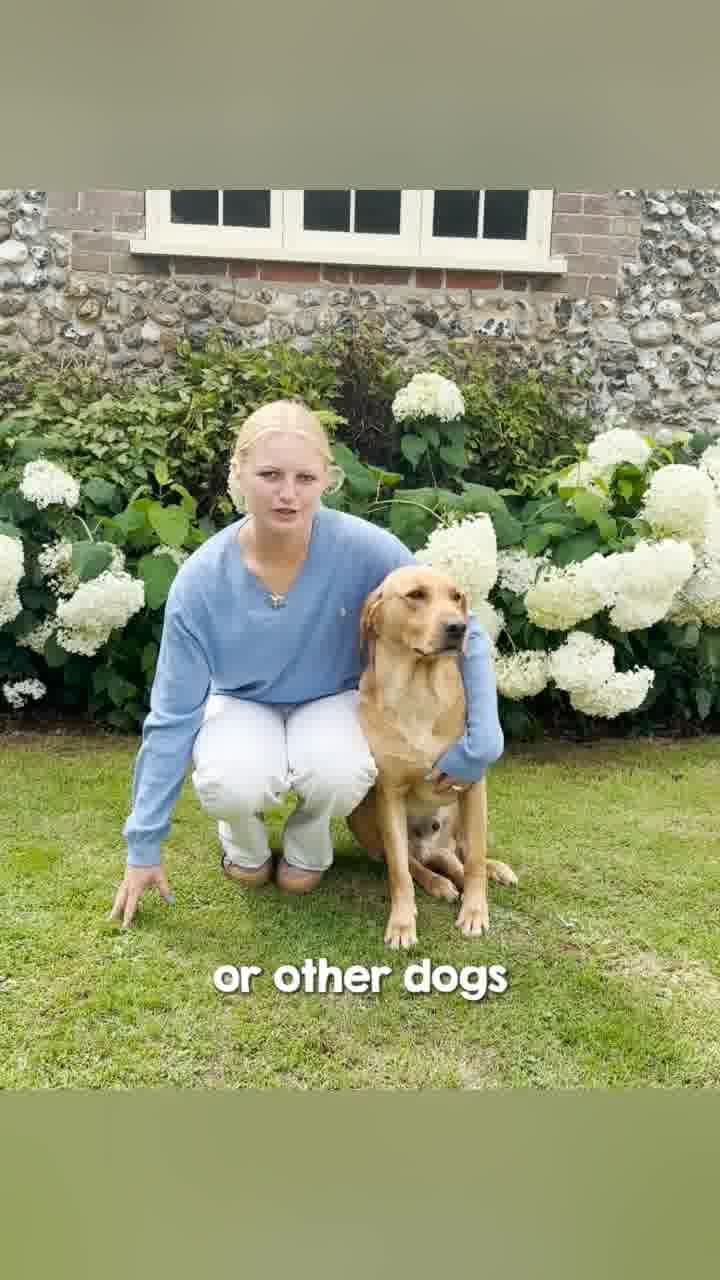 Pawd Drinks ad: Calmer Dogs. Happier Homes.