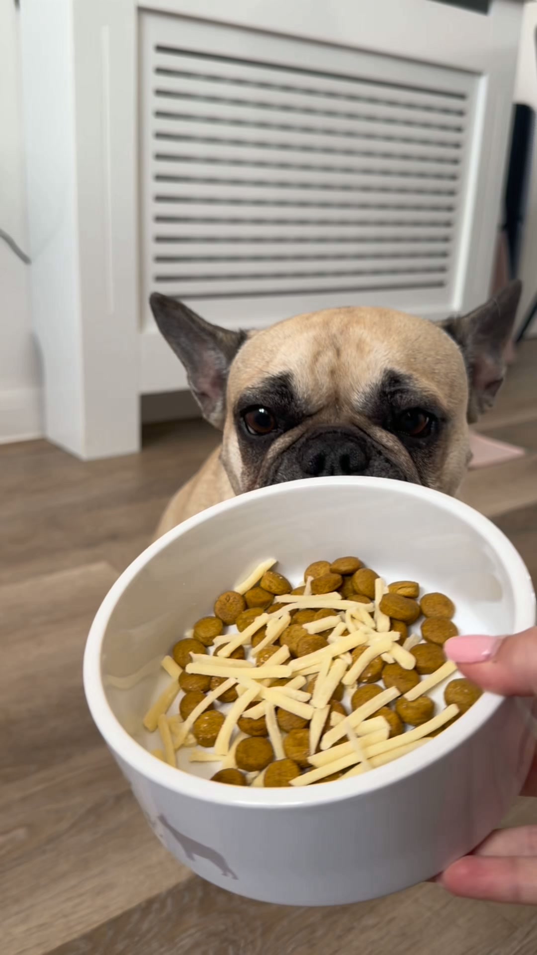 Zesty Paws UK ad: Gut Health Chews That Dogs Actually Ask For