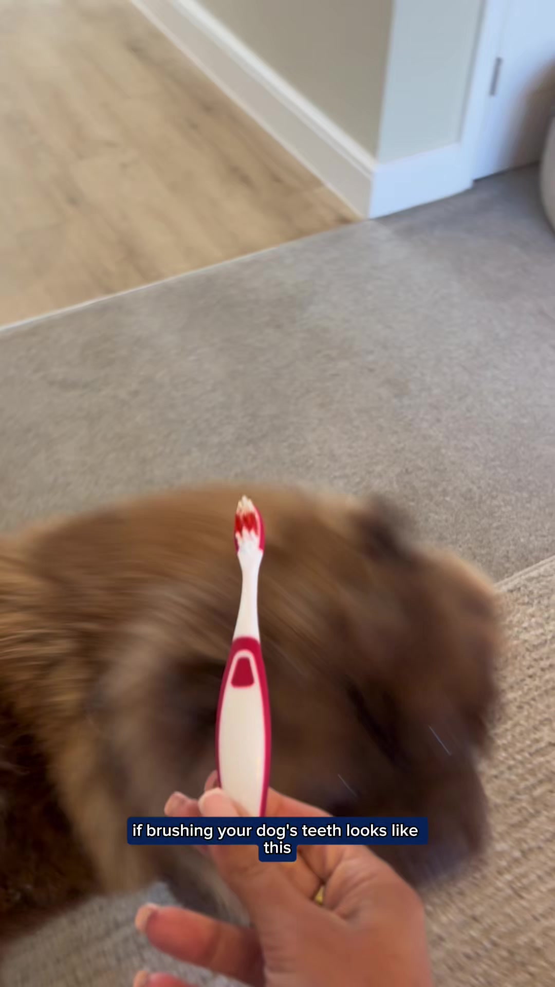 PetLab Co. ad: There's an easier way to clean your dog's teeth (no toothbrush needed!)