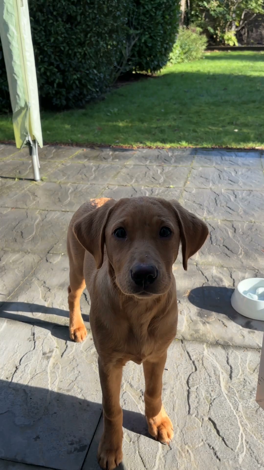 Butternut Box ad: Tried Fresh yet? Your dog is waiting... Made with human-quality ingredients, gently cooked and frozen fresh to lock in the good stuff. Try i