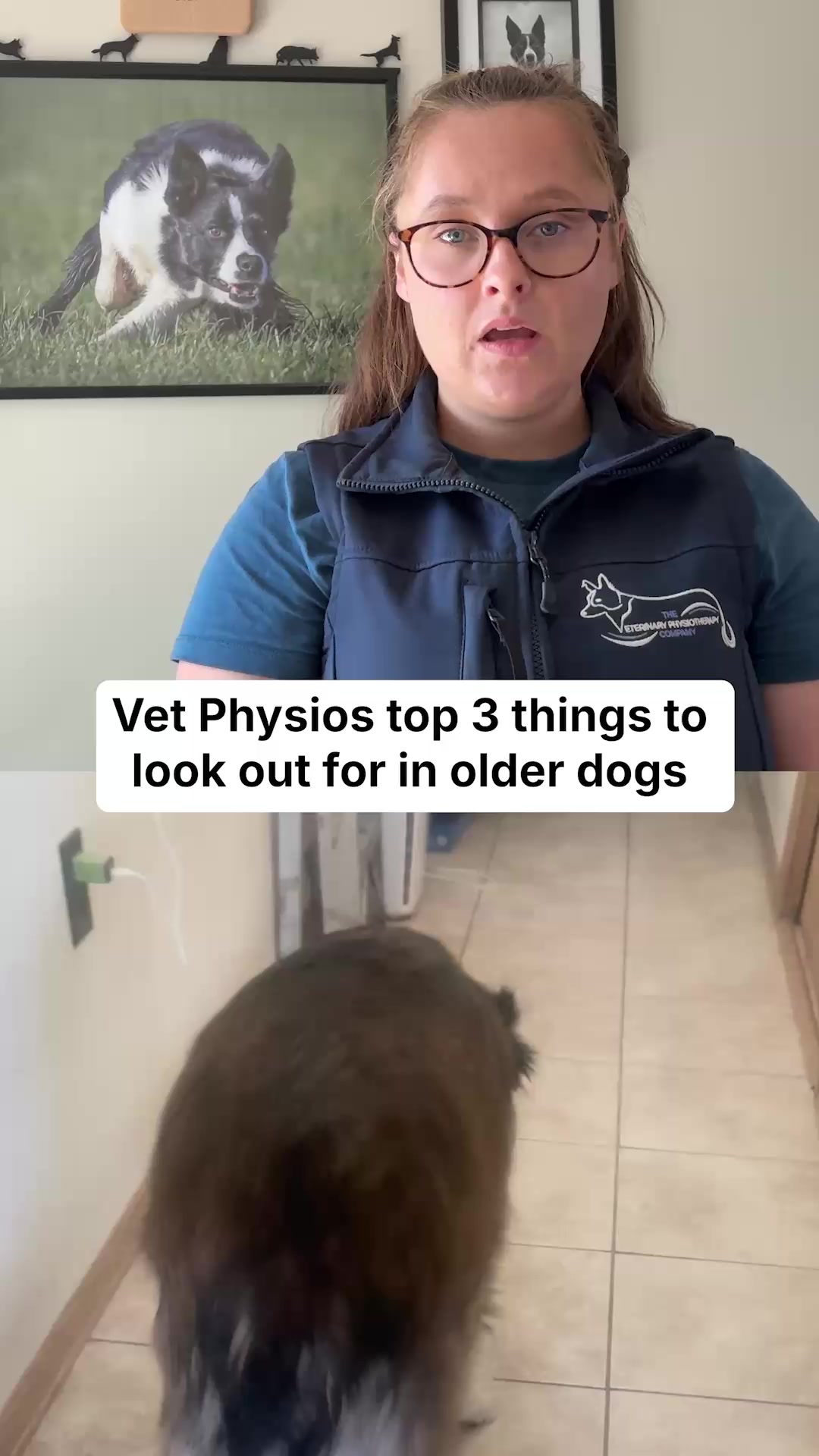 PetLab Co. ad: A More Active Dog Or Your Money-Back! 🐕
