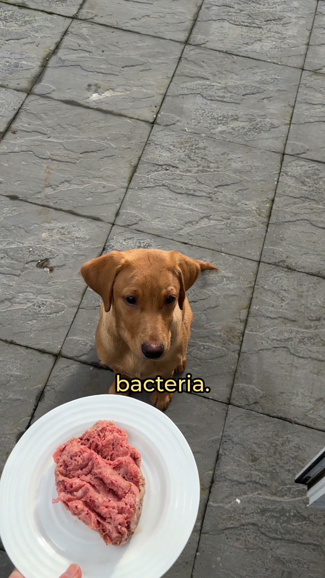 Butternut Box ad: Tried Fresh yet? Your dog is waiting... Made with human-quality ingredients, gently cooked and frozen fresh to lock in the good stuff. Try i