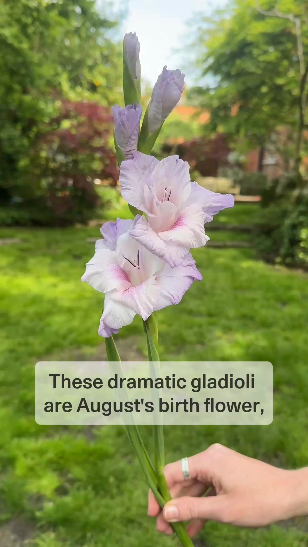 Bloom & Wild ad: 20% off your next order