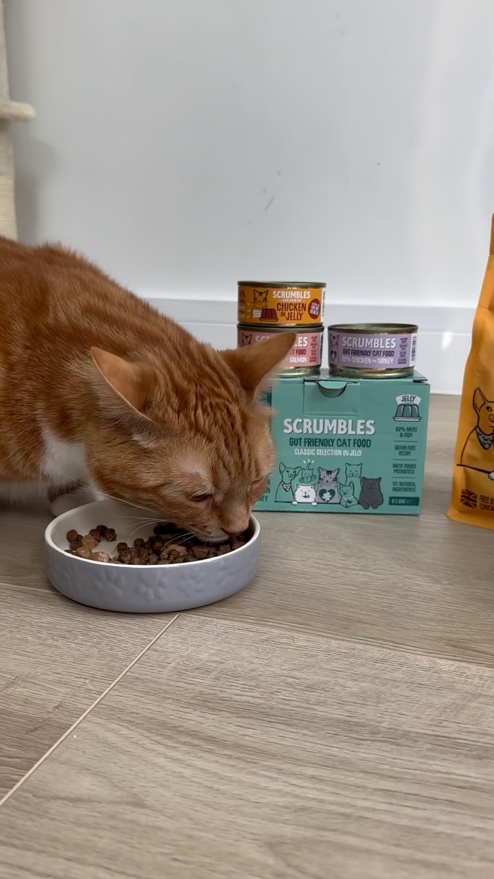 Scrumbles ad: Having battled to find a cat food that didn’t upset Twix and Rolo’s tummies we will forever shout about Scrumbles from the rooftops! Scrumbl