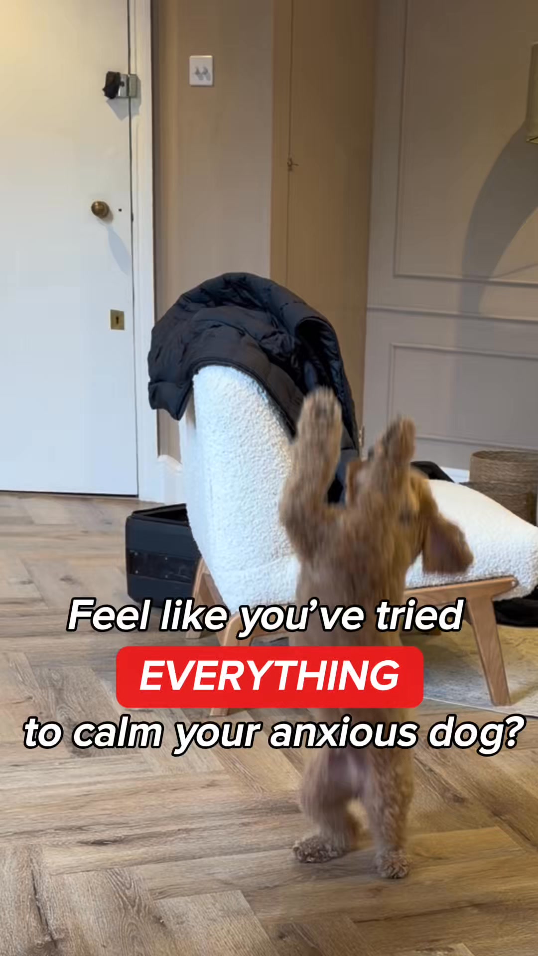 Pawd Drinks ad: Daily Calm for Anxious Dogs