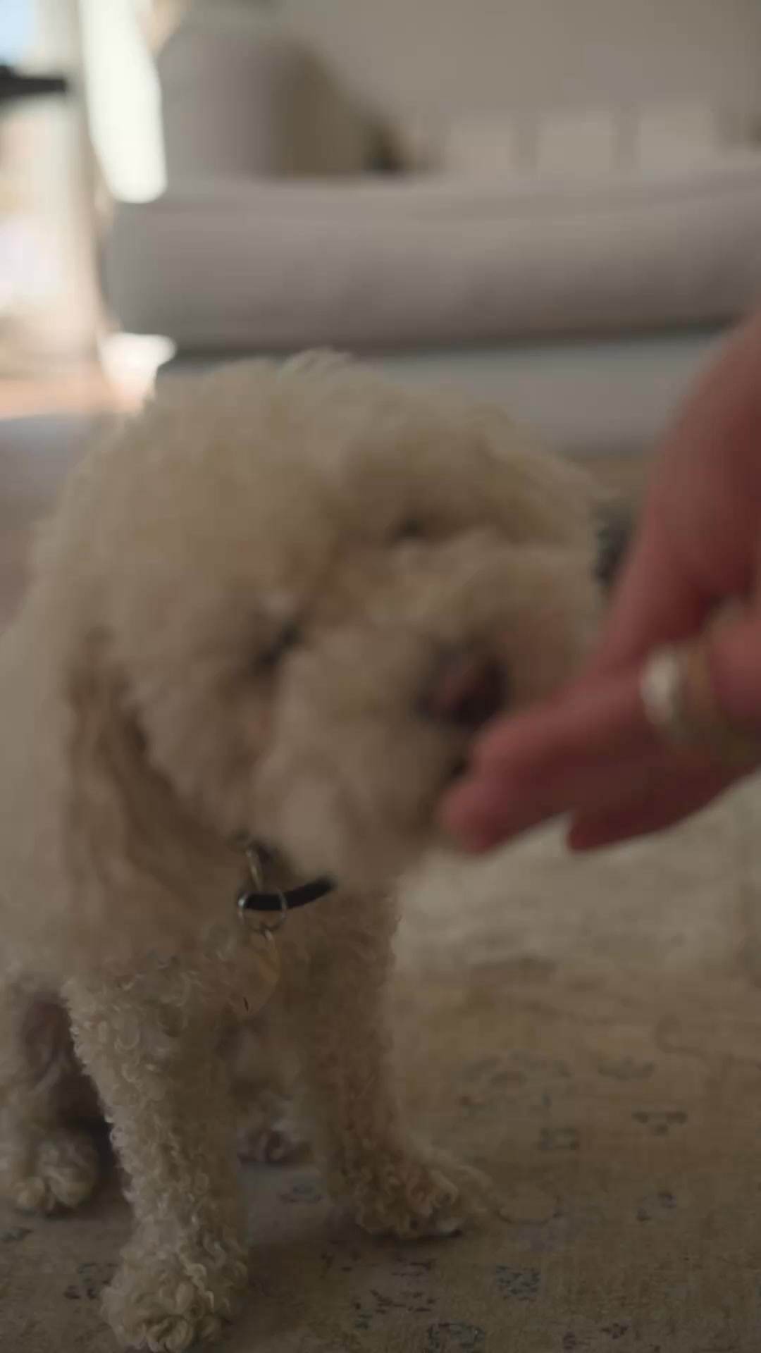 Pure Pet Food ad: 30% off your first Pure box + a free treat