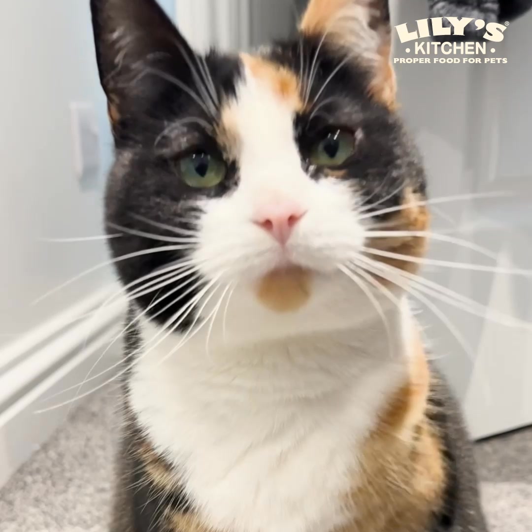 Lily's Kitchen ad: 25% Off First Order