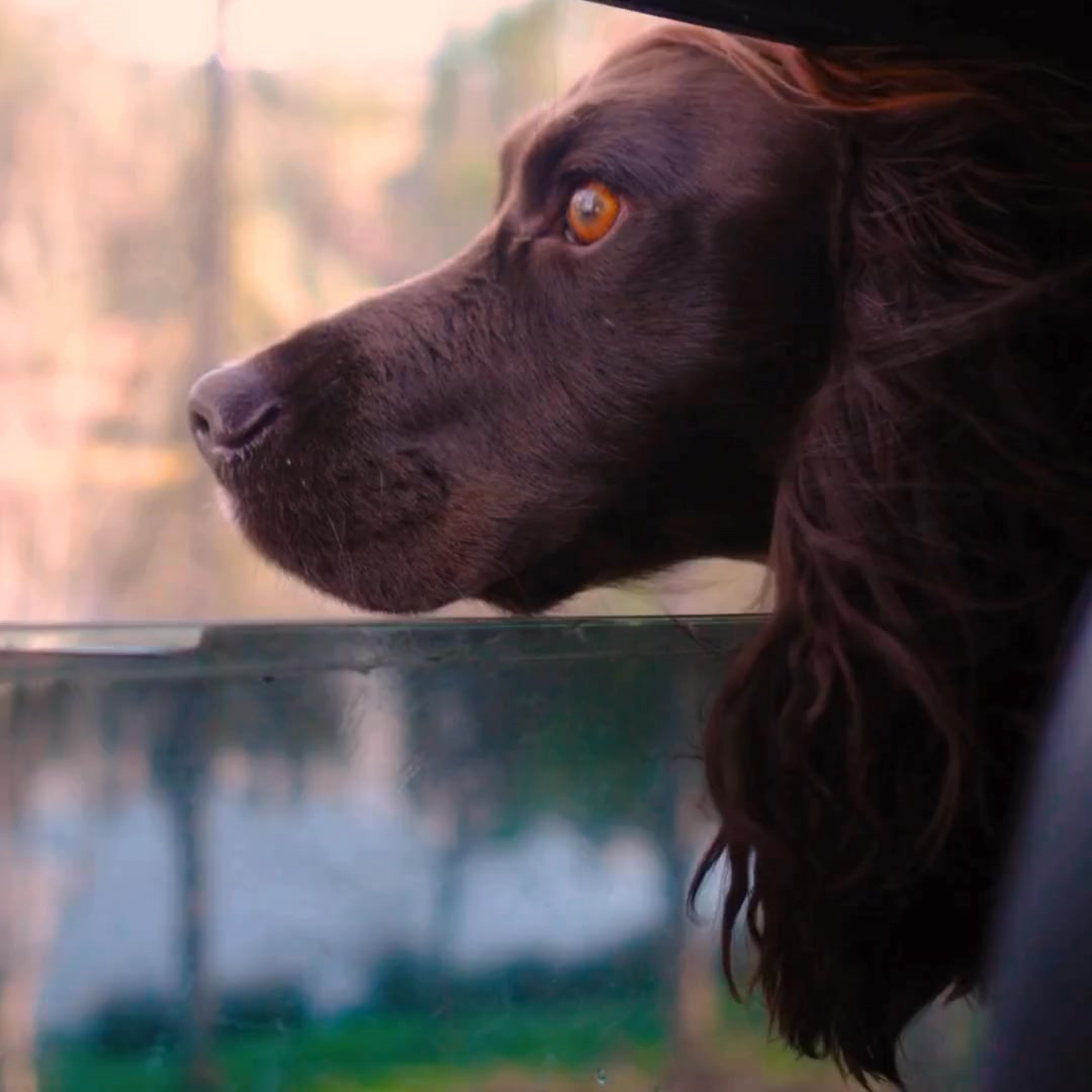 Forthglade Natural Pet Food ad: Naturally Nourishing Dog Food