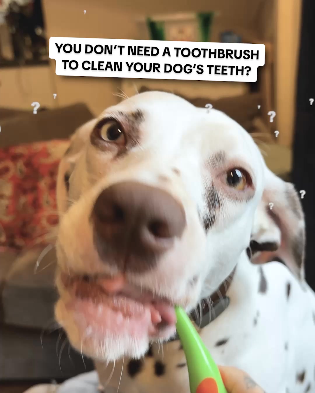 PetLab Co. ad: Vet Hack To Clean Your Dogs Teeth