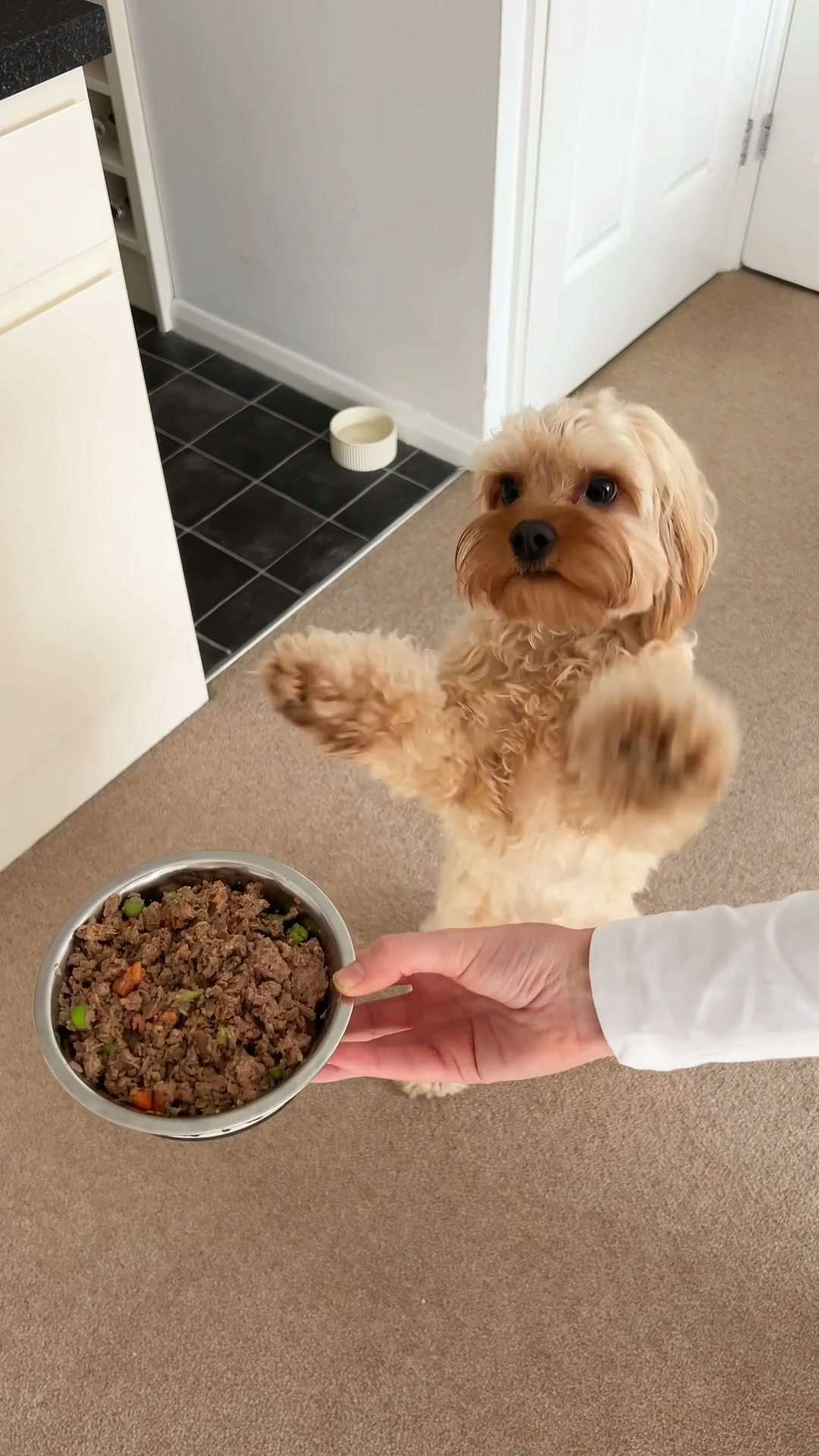 Butternut Box ad: Butternut Box: Fetch 25% Off Your First Two Boxes