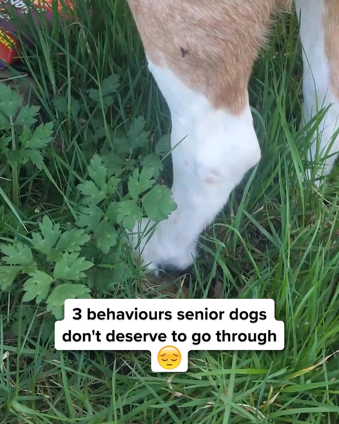 PetLab Co. ad: A More Active Dog Or Your Money-Back! 🐕