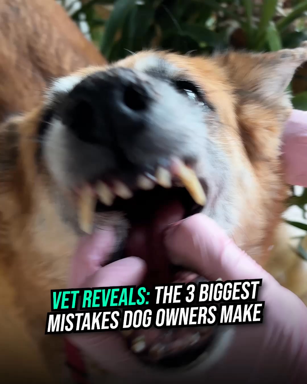 PetLab Co. ad: Hack To Freshen Dog Breath WITHOUT a Toothbrush REVEALED! 👀