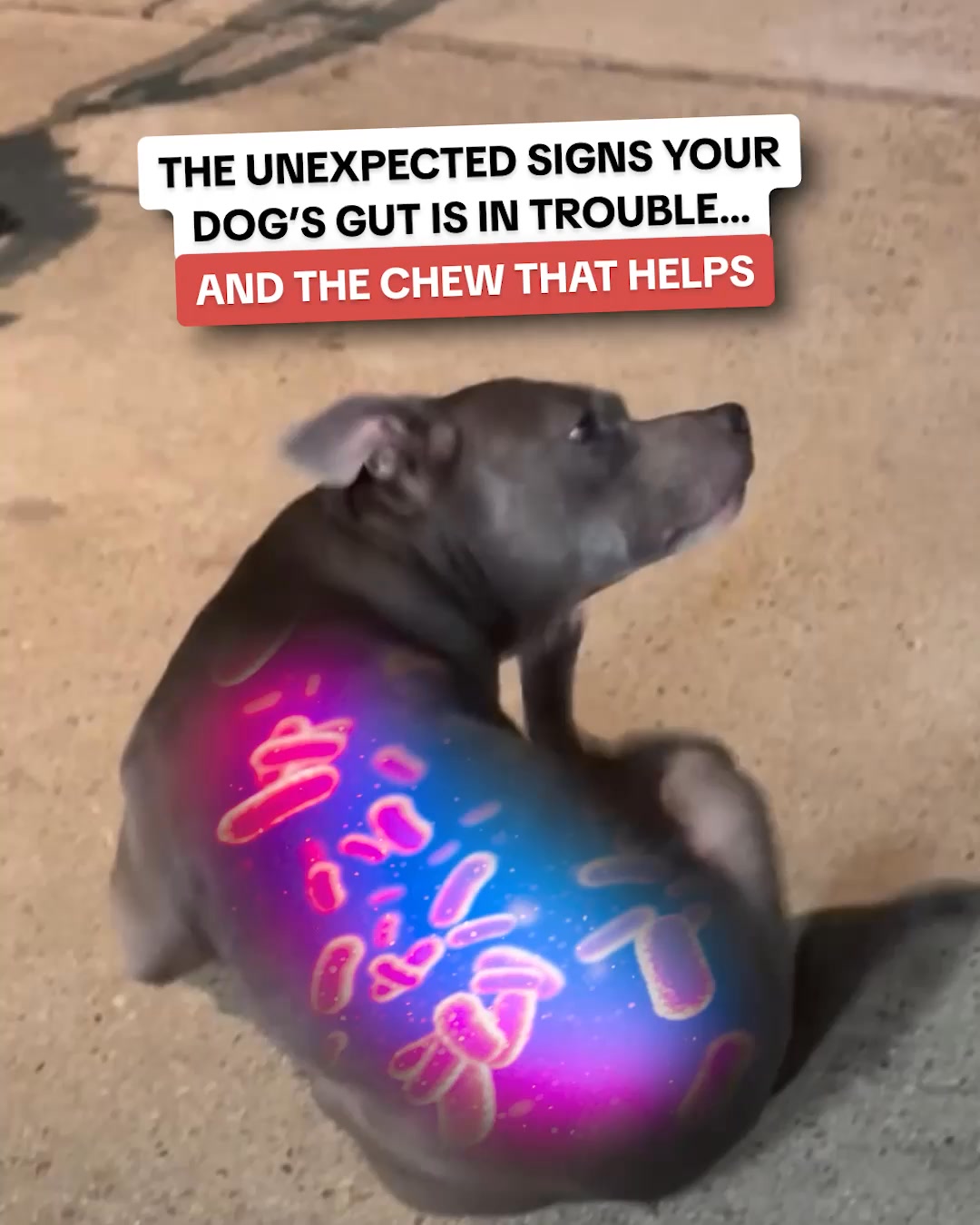 PetLab Co. ad: This Chew Is A Game Changer For Excessive Paw Licking & Scratching! 🚩