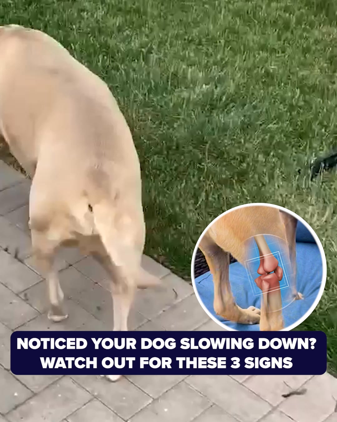 PetLab Co. ad: A More Active Dog Or Your Money-Back! 🐕