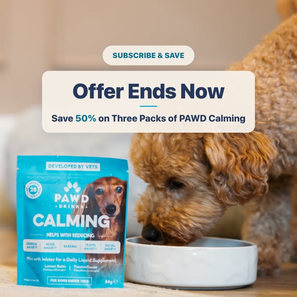 Pawd Drinks ad: Daily Calm for Anxious Dogs