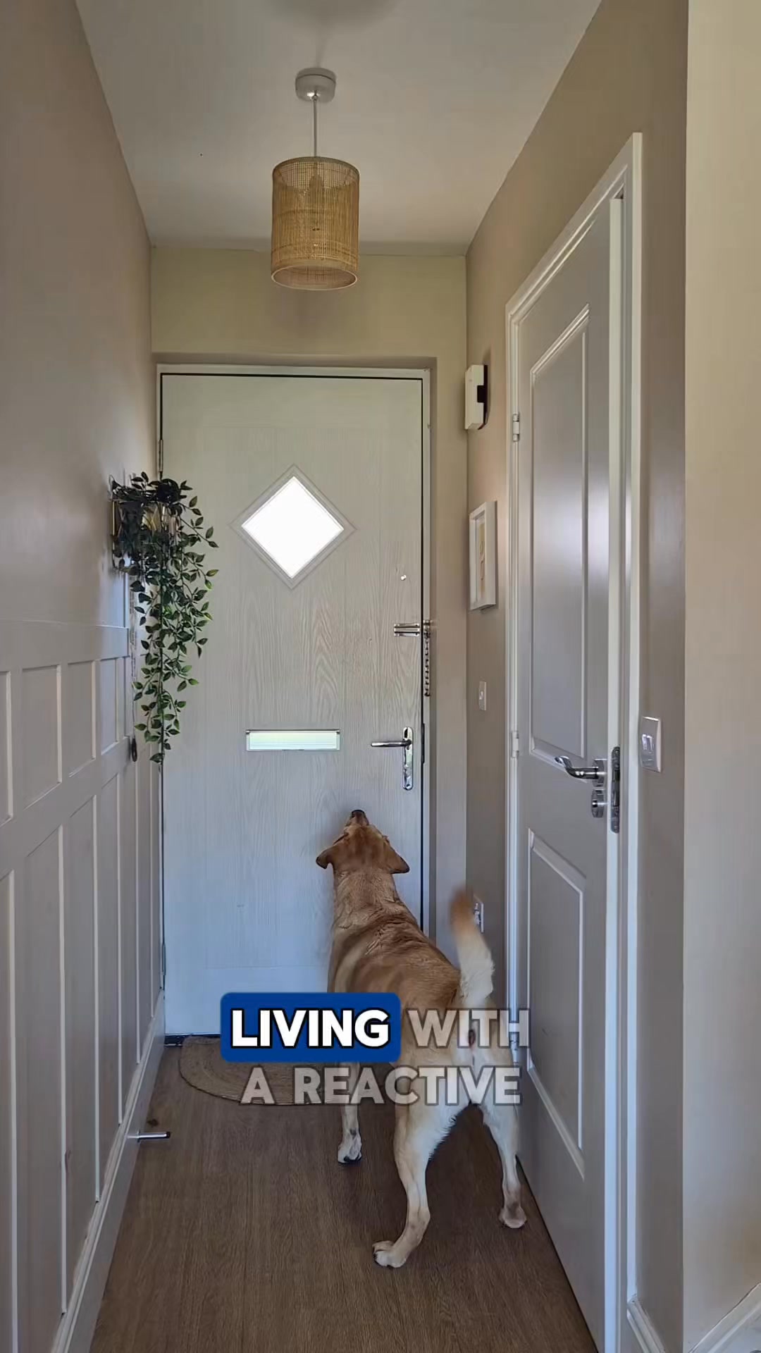 Pawd Drinks ad: Daily Calm for Anxious Dogs