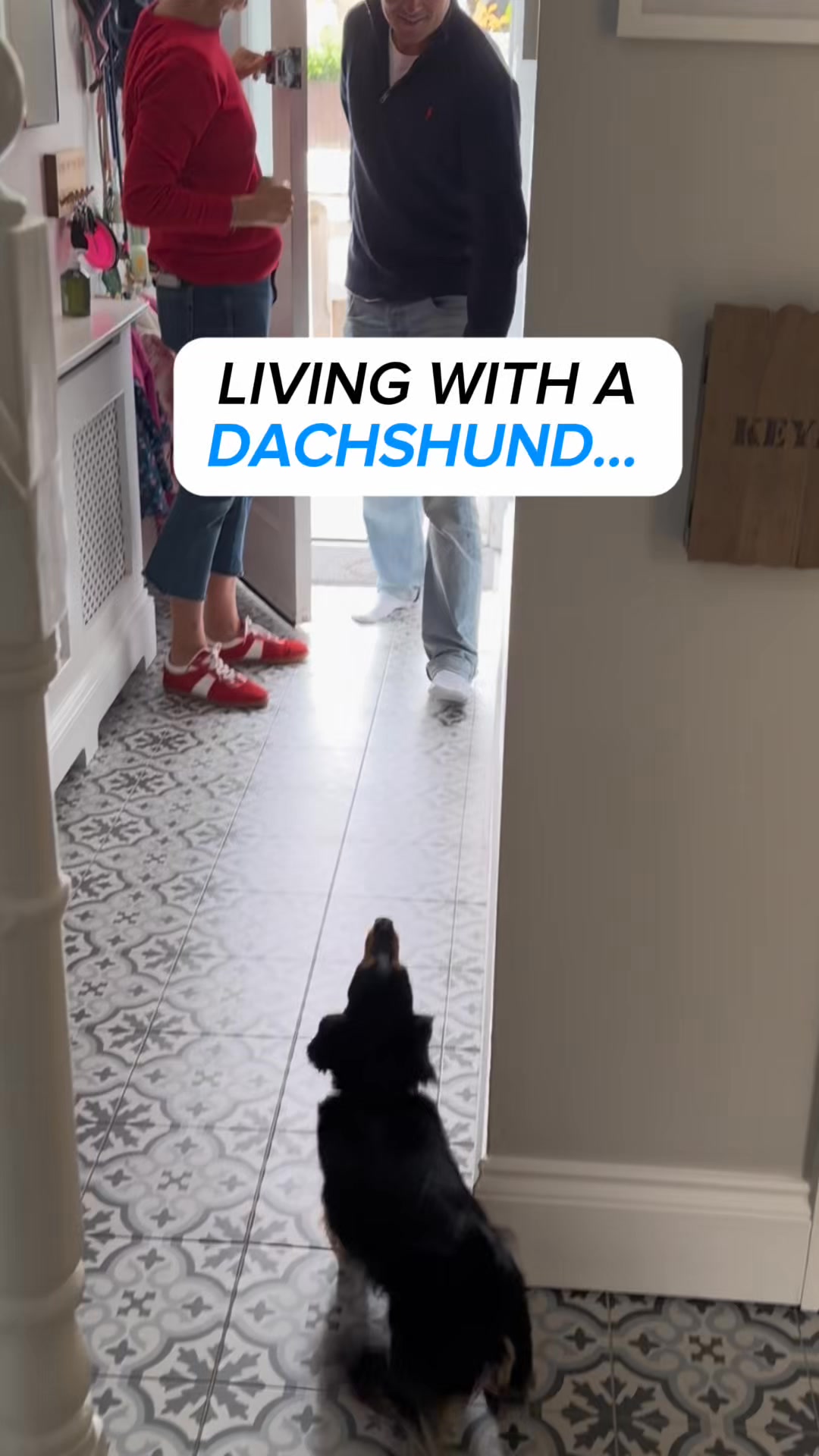 Pawd Drinks ad: Daily Calm for Anxious Dogs