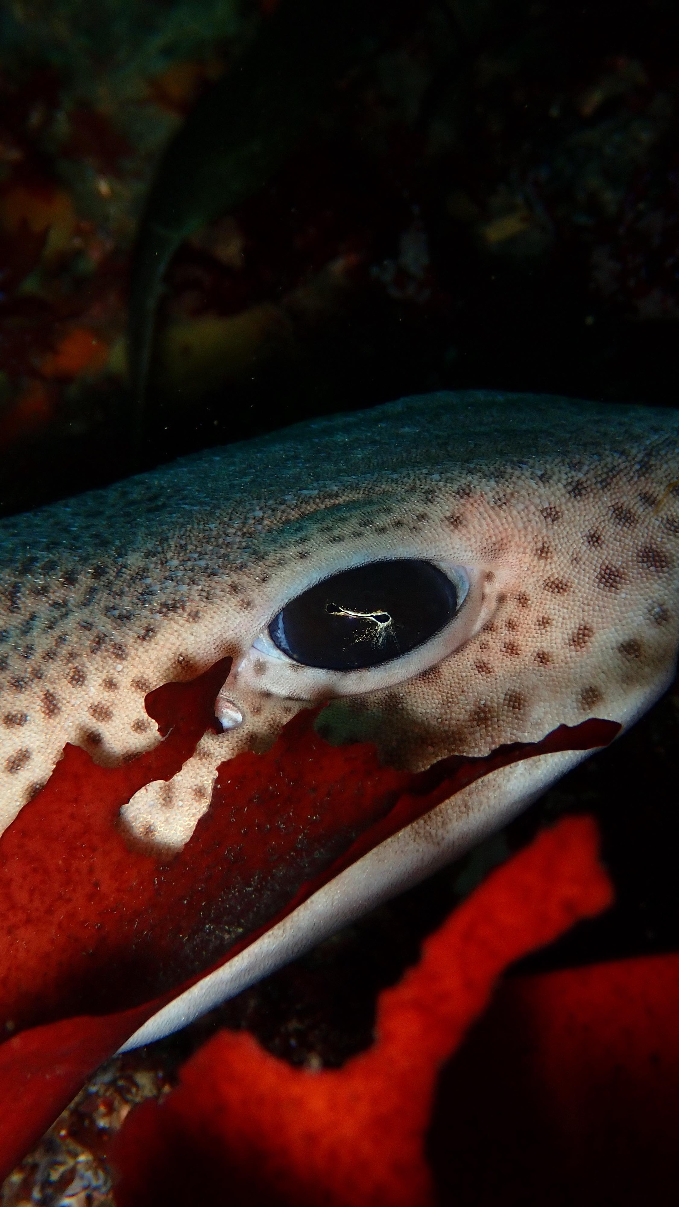 dryrobe ad: The Autumn months can be some of the best for diving in the UK when it comes to visibility and the species that you can see out there. The b