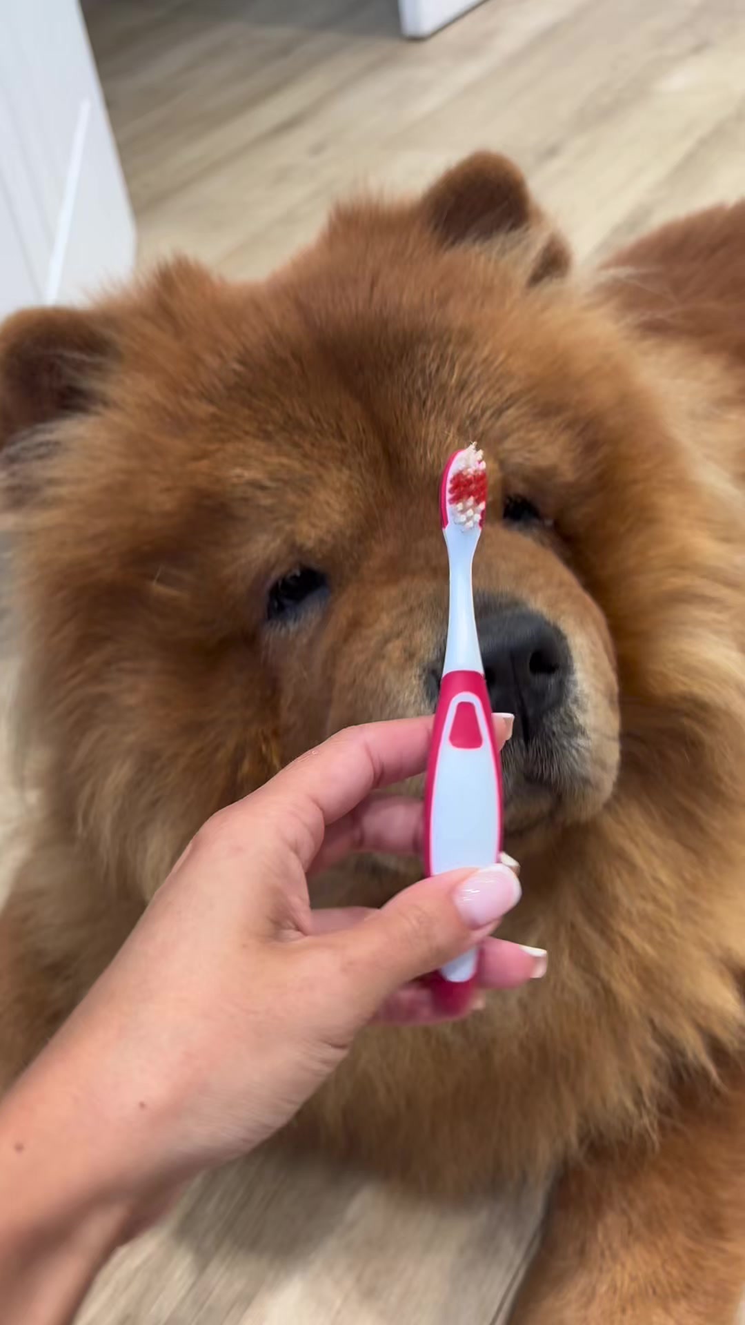 PetLab Co. ad: There's an easier way to clean your dog's teeth (no toothbrush needed!)