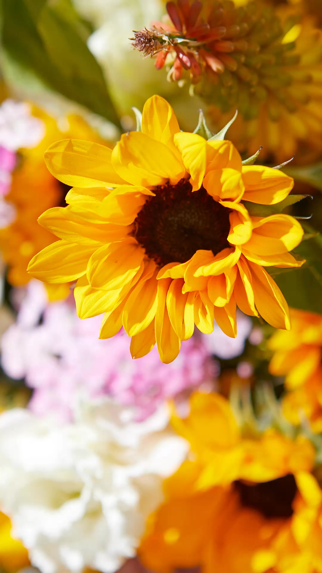 Bloom & Wild ad: £10 off your first order