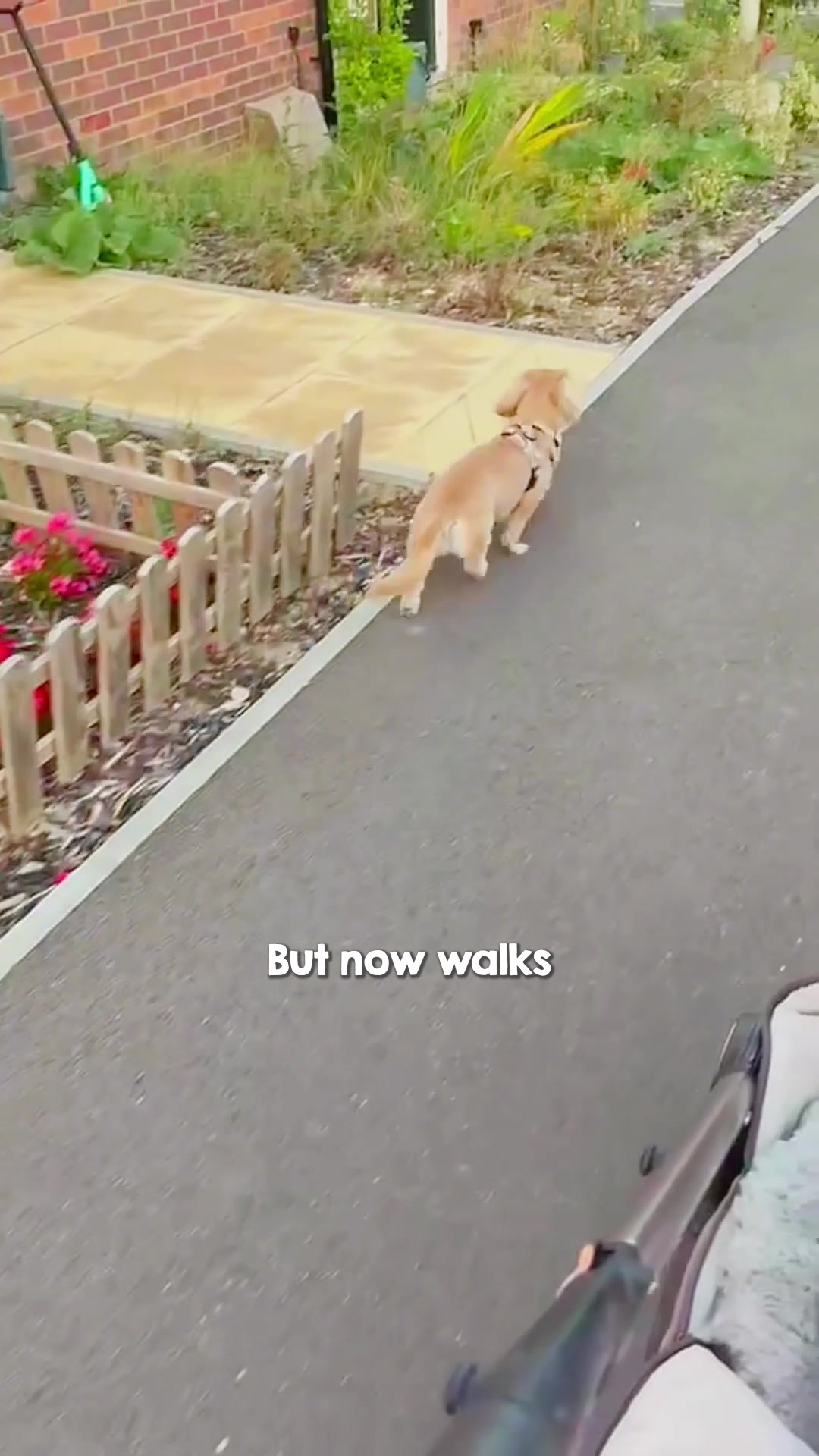 Pawd Drinks ad: Calmer Dogs. Happier Homes.
