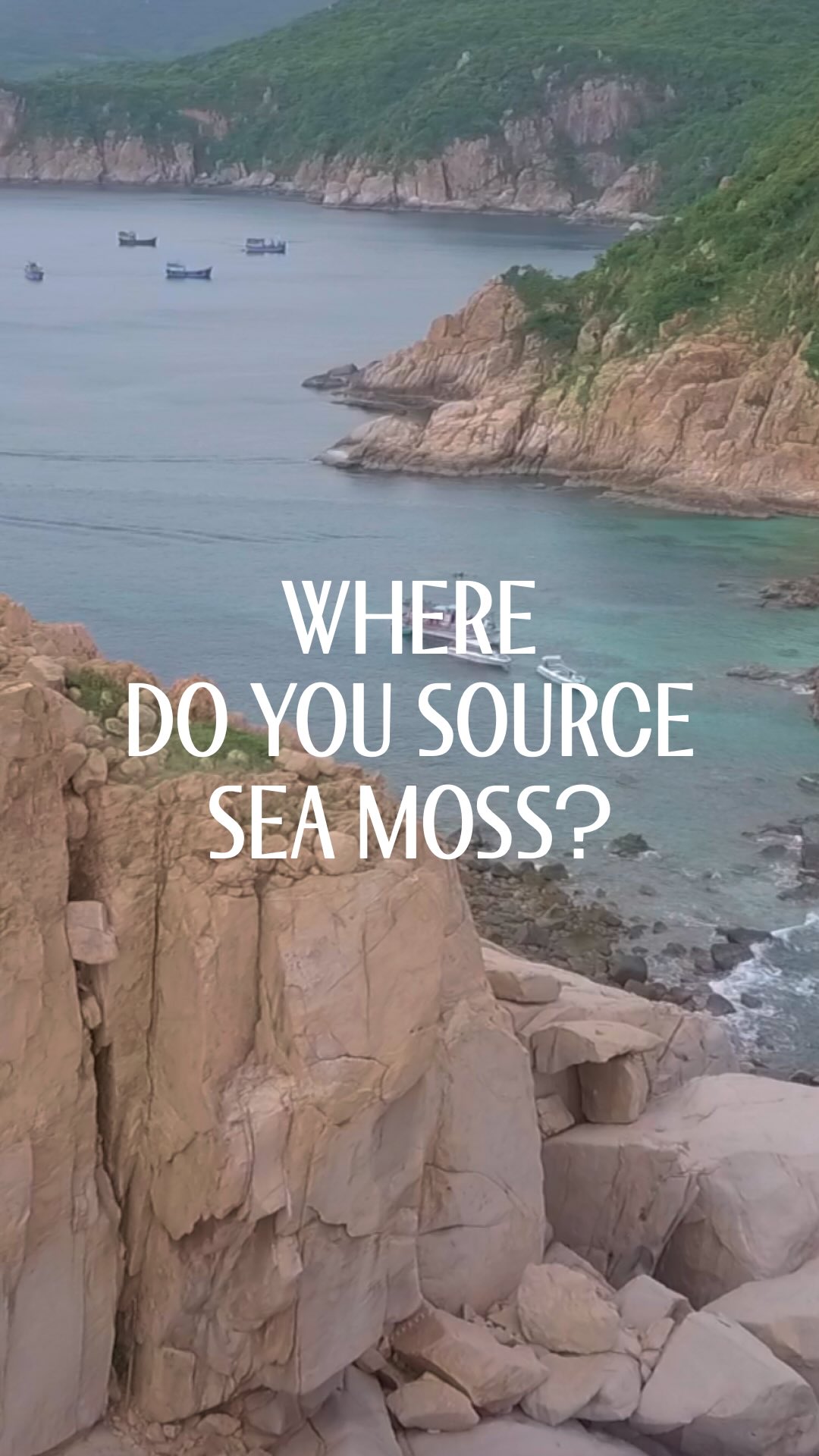 True Sea Moss Health ad: from ocean-grown sea moss to your daily routine 🌊 our sea moss is wild-harvested from Vietnam and the Philippines, then carefully cleaned, 