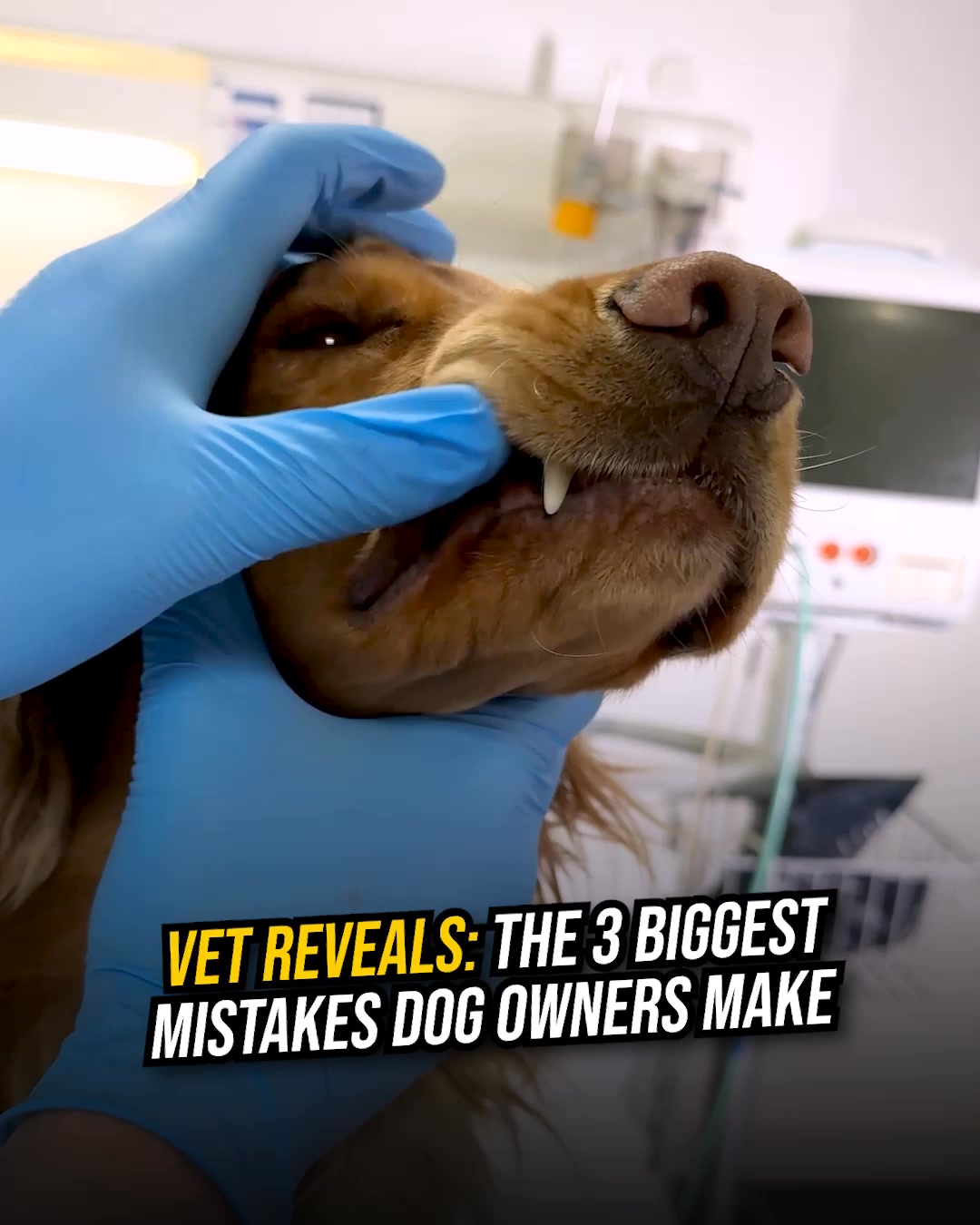 PetLab Co. ad: Hack To Freshen Dog Breath WITHOUT a Toothbrush REVEALED! 👀