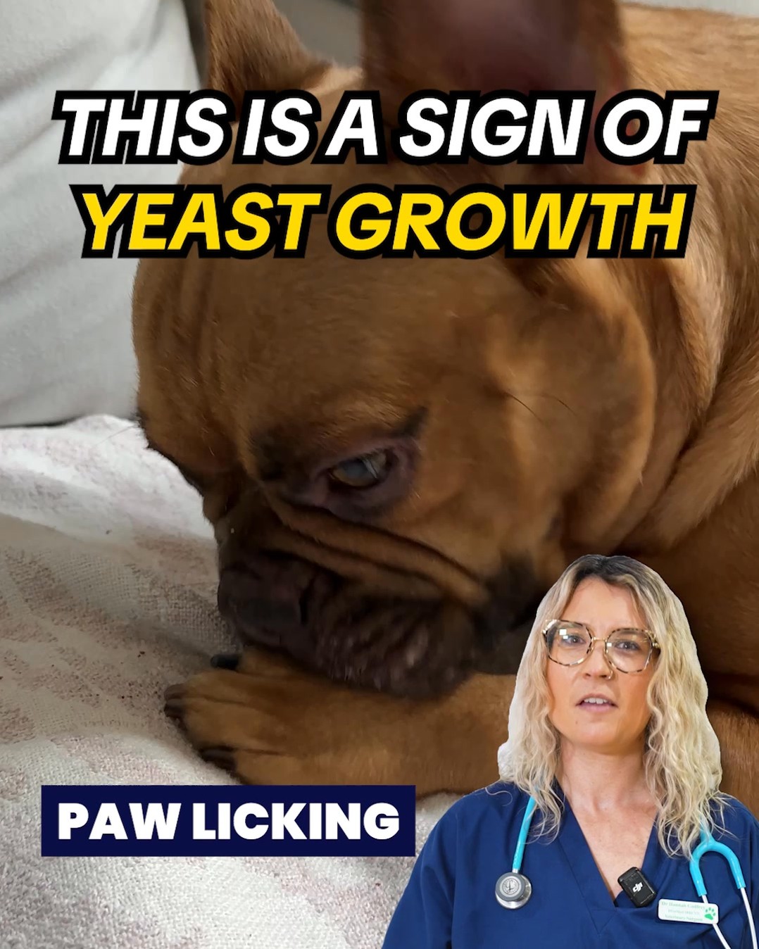 PetLab Co. ad: Vet Shares 3 Signs Of Yeast In Dogs Most Owners Miss
