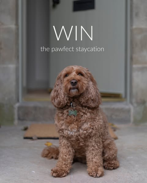 Forthglade Natural Pet Food ad: