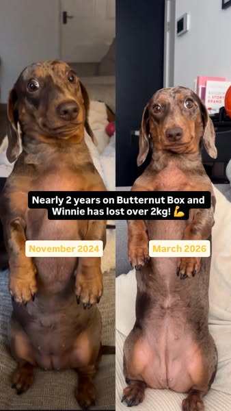 Butternut Box ad: Fresh food. Happy dogs.