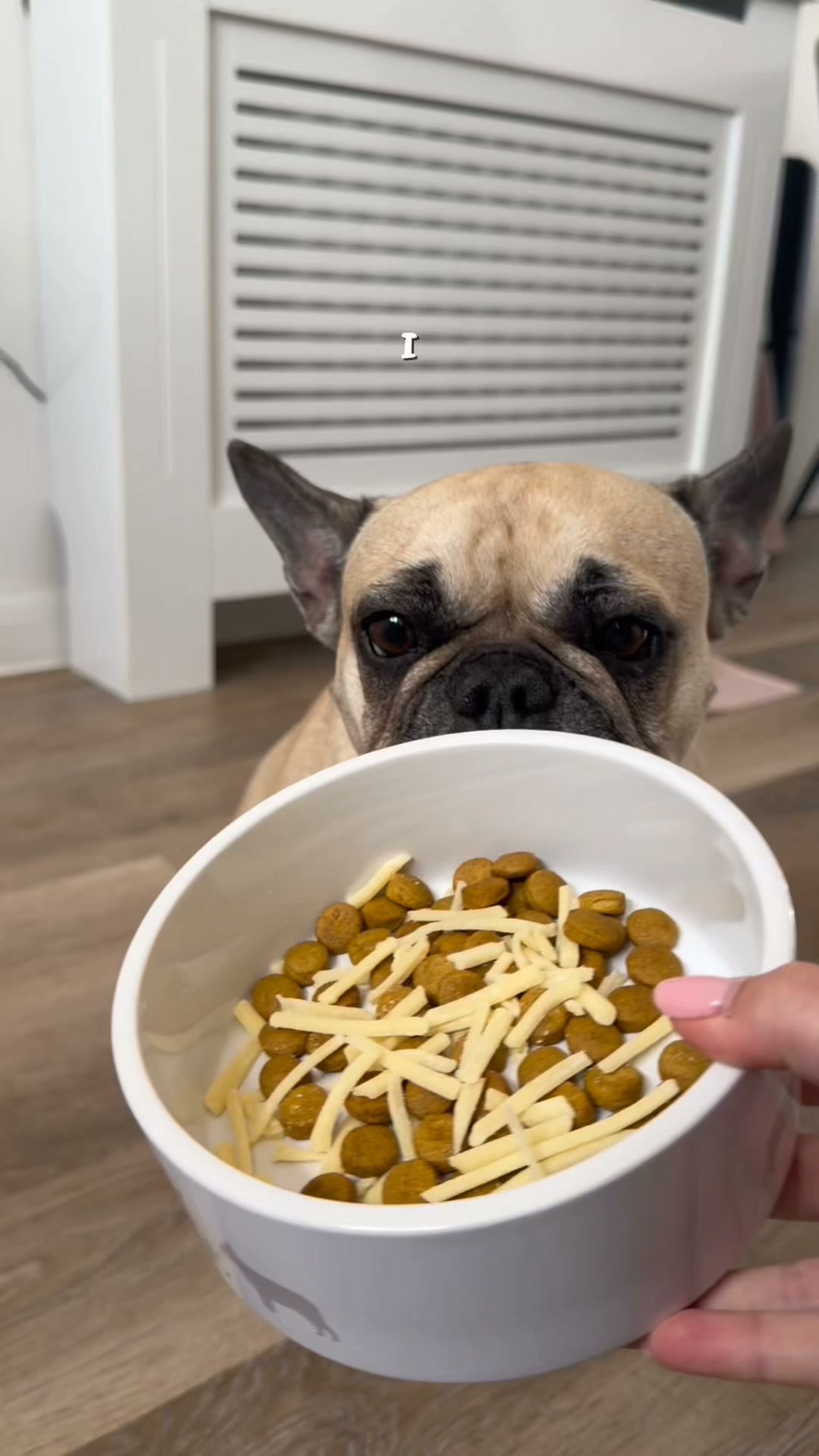 Zesty Paws UK ad: Gut Health Chews That Dogs Actually Ask For