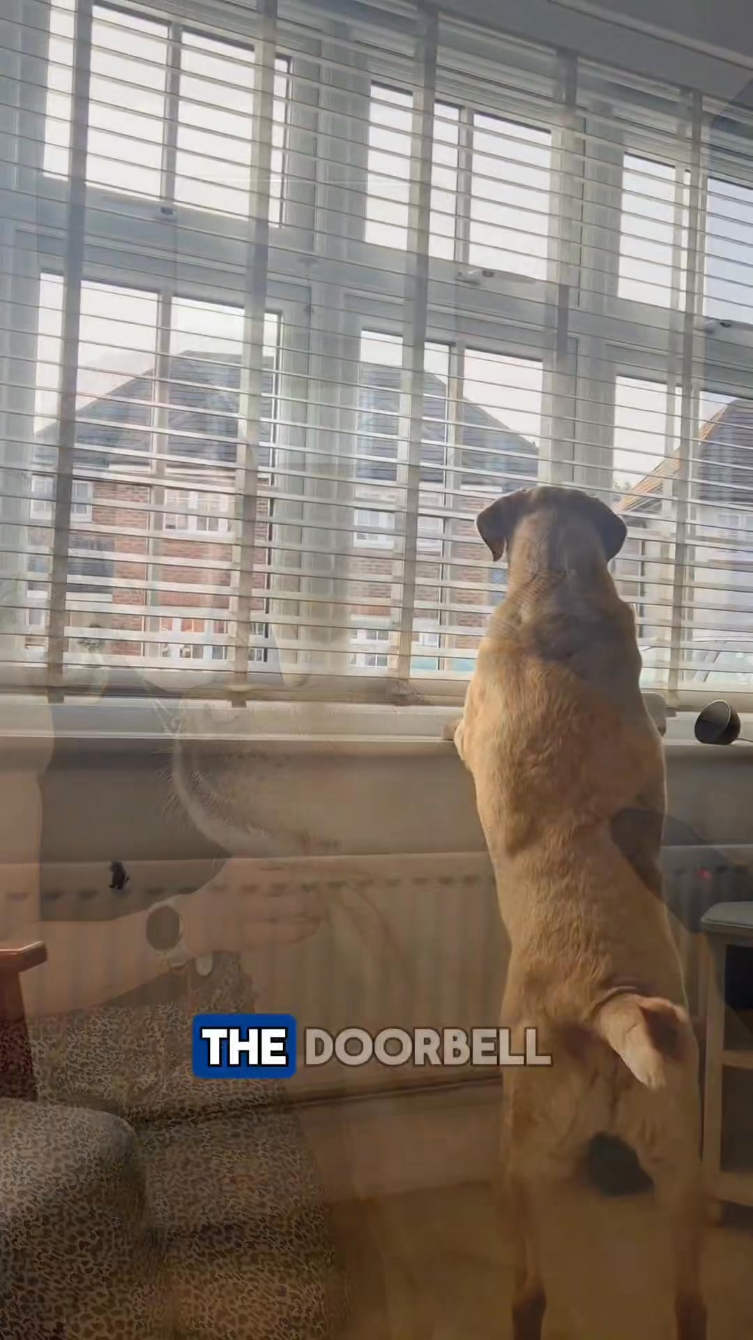 Pawd Drinks ad: Daily Calm for Anxious Dogs