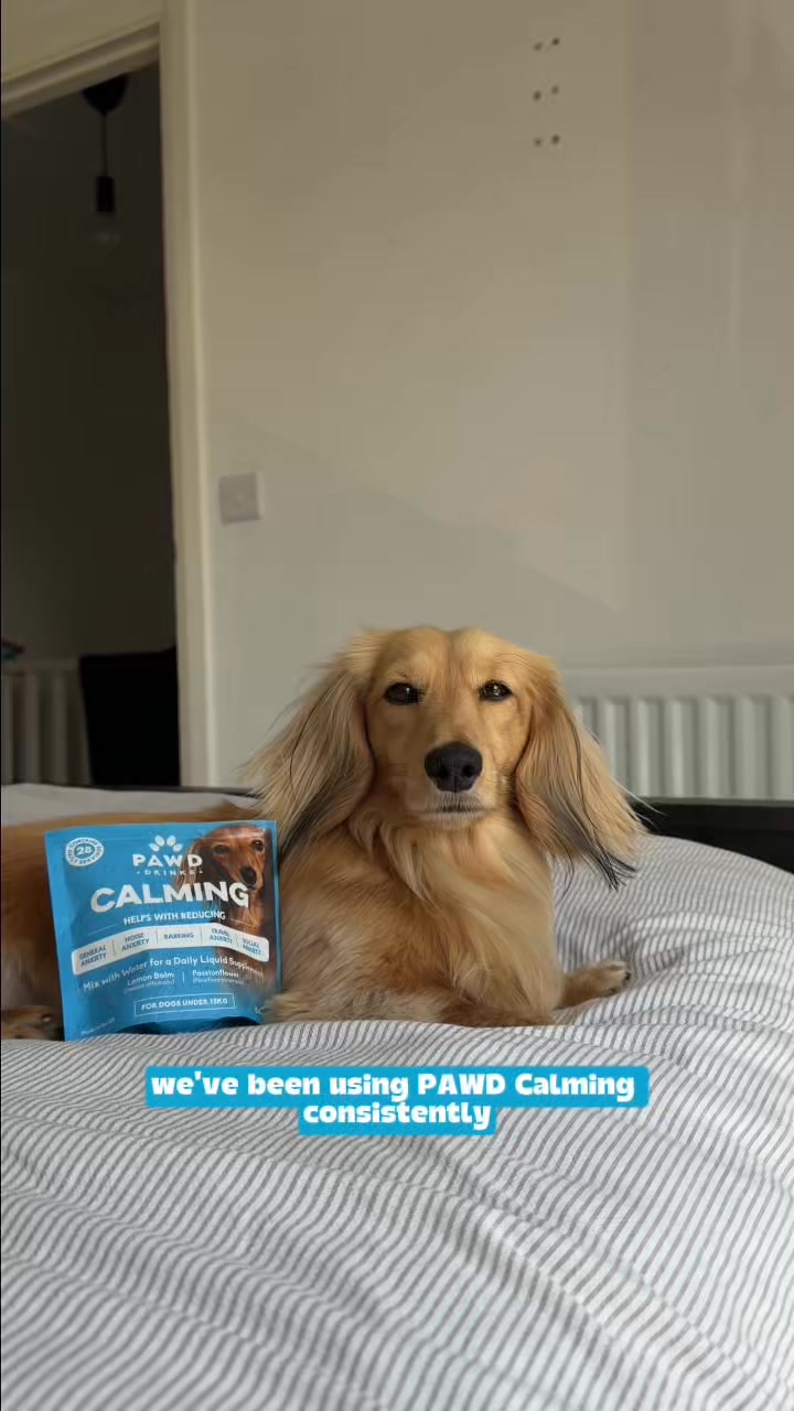 Pawd Drinks ad: Daily Calm for Anxious Dogs