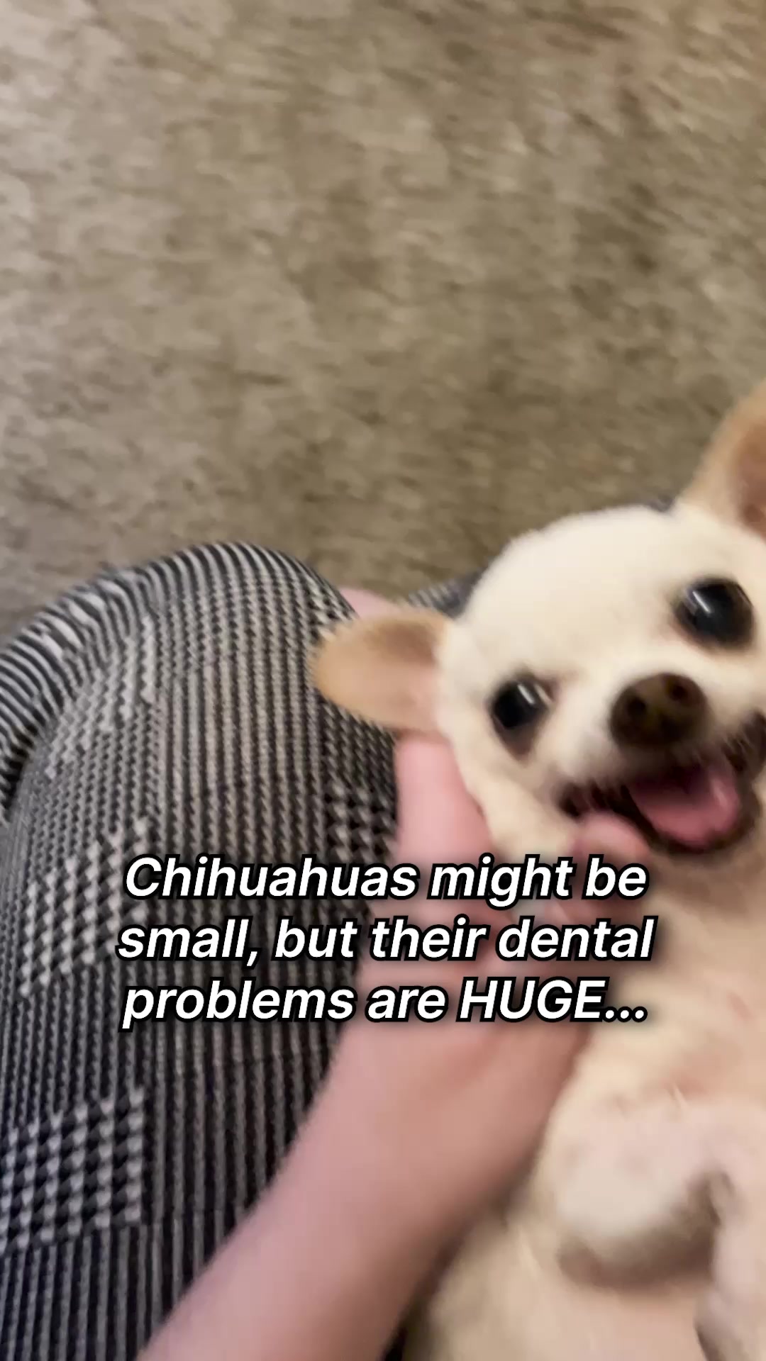 PetLab Co. ad: Why Small Dogs Struggle With Dental Health