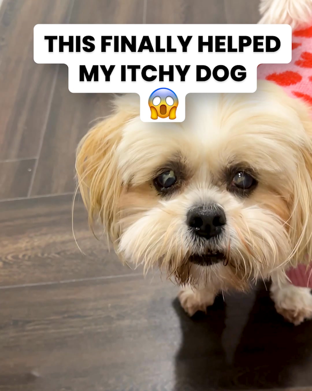 PetLab Co. ad: Never Ignore Your Dog's Itching - Here's Why...