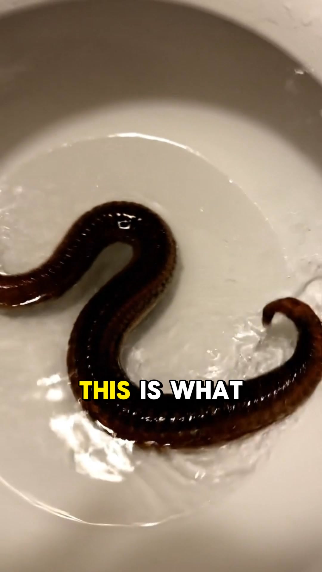 Serene Herbs ad: Bloated? Take The 60-Second Parasite Quiz