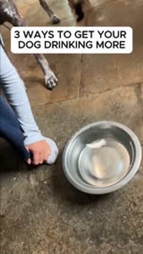 Pure Pet Food ad: 30% off your first Pure box