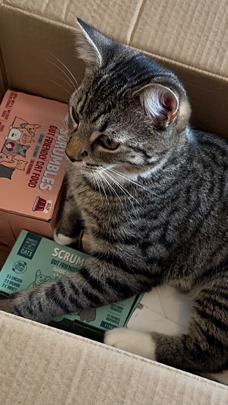 Scrumbles ad: Forrest and Lily love a good delivery day 📦😋 scrumbles gives them everything they need ~ natural ingredients, plenty of variety, clean bow