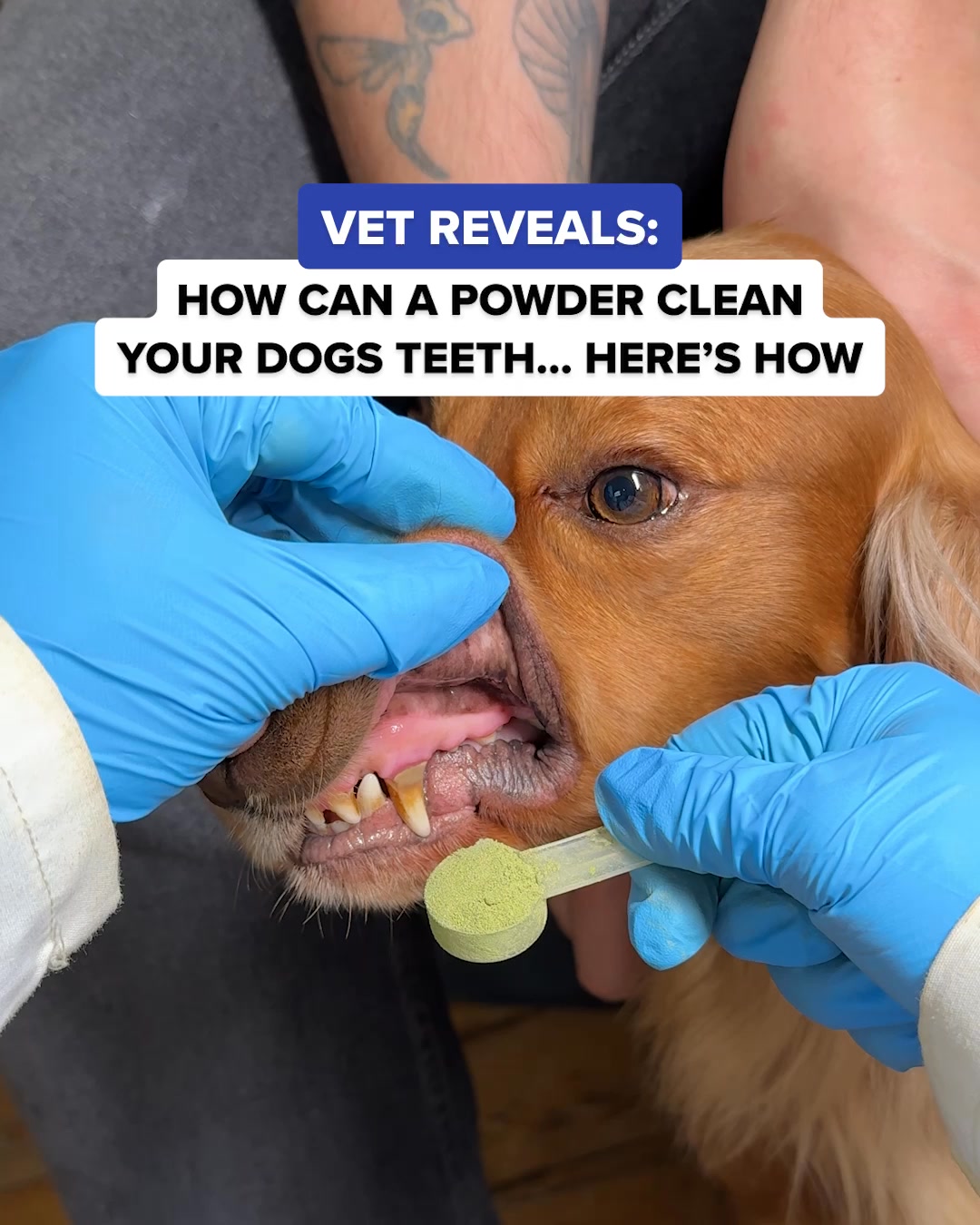 PetLab Co. ad: Vet Shares Hack To Freshen Dog Breath WITHOUT a Toothbrush! 👀