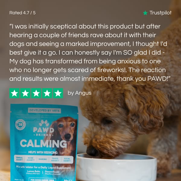 Pawd Drinks ad: Daily Calm for Anxious Dogs