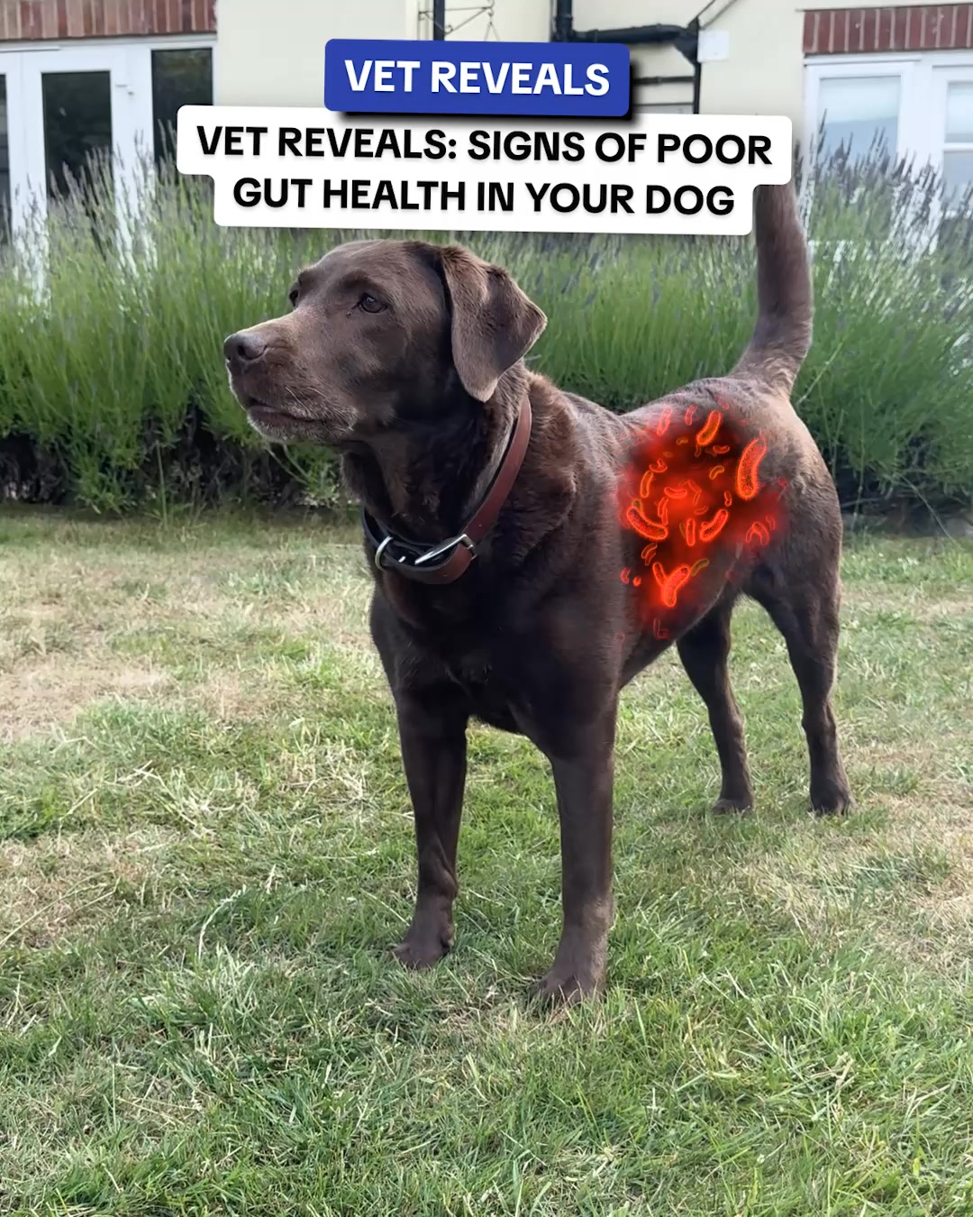 PetLab Co. ad: 3 Signs Your Dog Has Poor Gut Health And How You Can Help 👆🏼