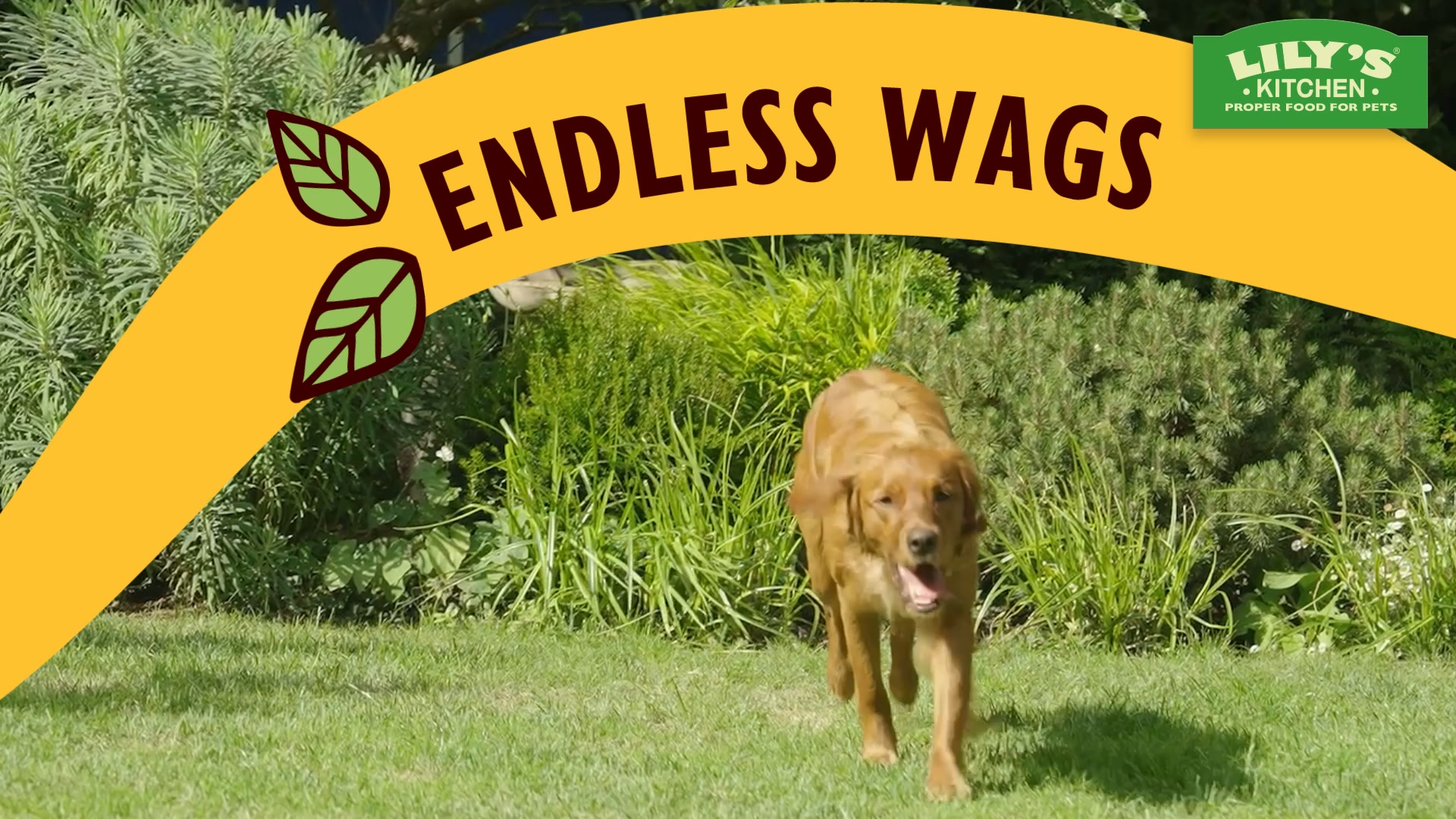 Lily's Kitchen ad: Find your dog’s favourite