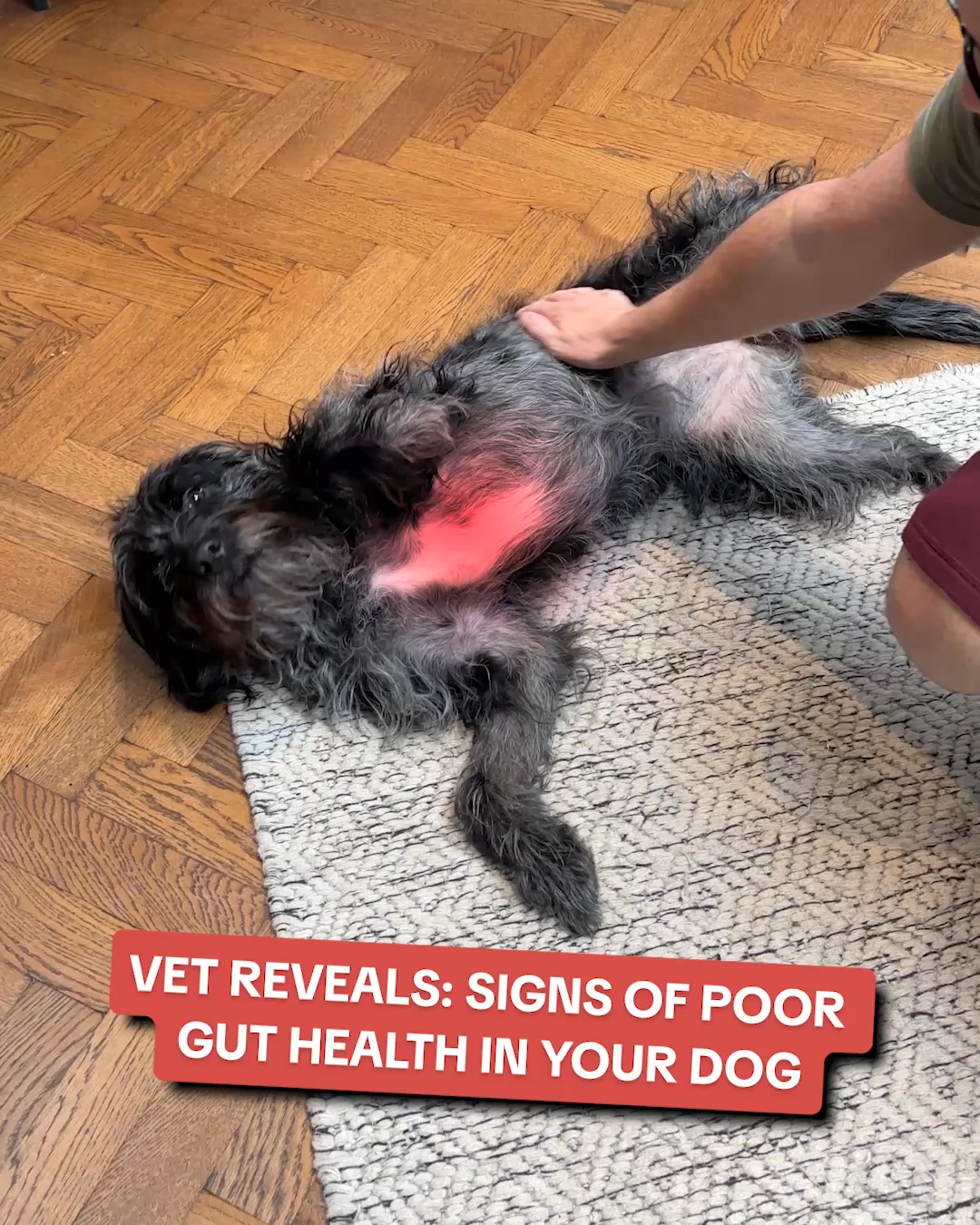 PetLab Co. ad: 3 Signs Your Dog Has Poor Gut Health And How You Can Help 👆🏼
