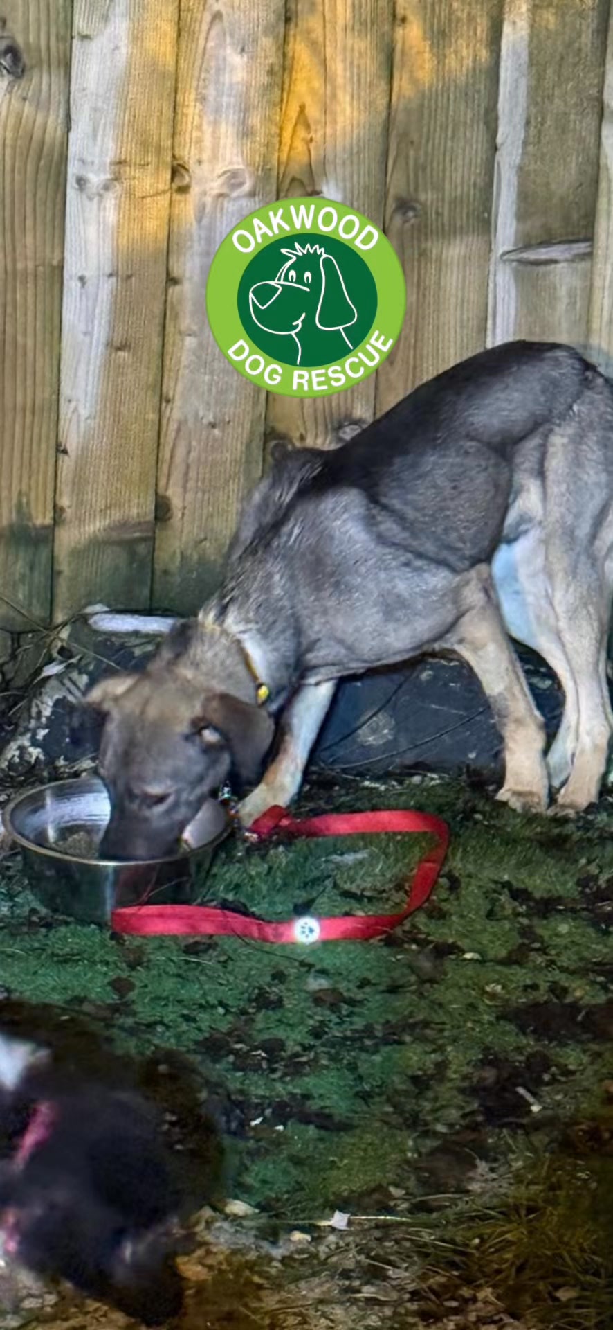 Pawd Drinks ad: Daily Calm for Anxious Dogs