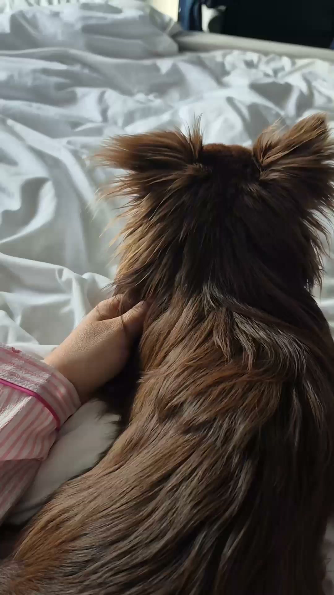 Bella+Duke ad: Get 40% off your first box