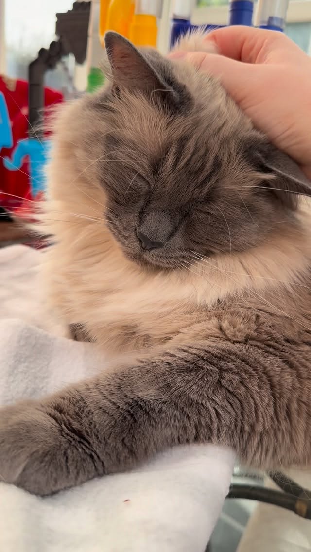 Scrumbles ad: 💧 Keep your floof hydrated and happy! Switching to @scrumbles wet food has been a game changer for us — simple, tasty, and packed with mois