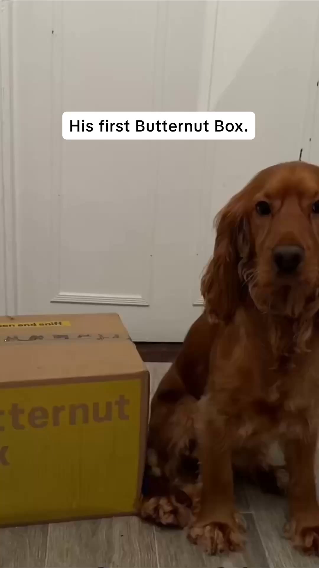 Butternut Box ad: Fetch 25% Off Your First Two Boxes