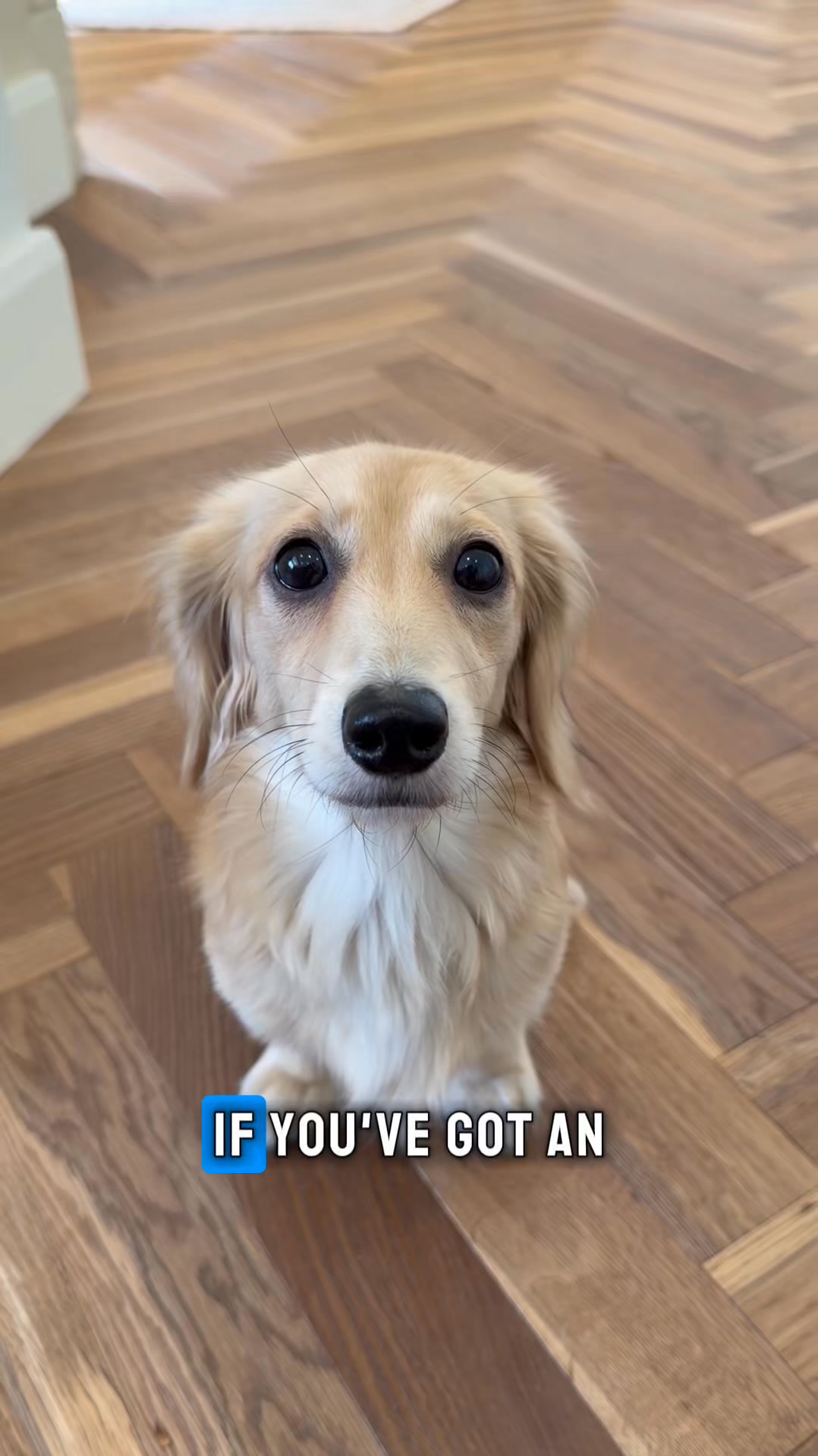 Pawd Drinks ad: Daily Calm for Anxious Dogs