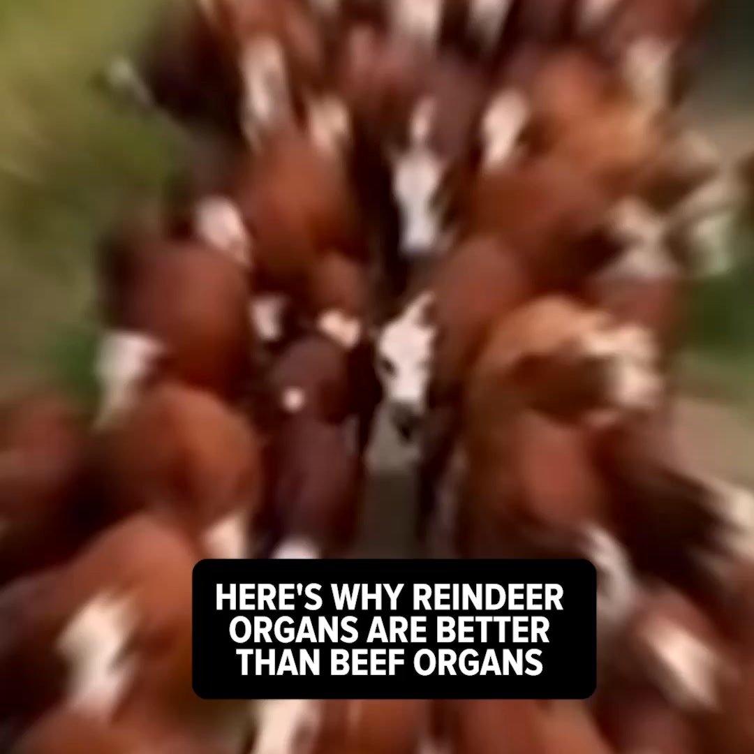 Primal Viking ad: Stop Beef Organs!